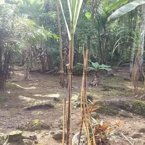 STIO COM MAIS DE 36.000M DE REA 