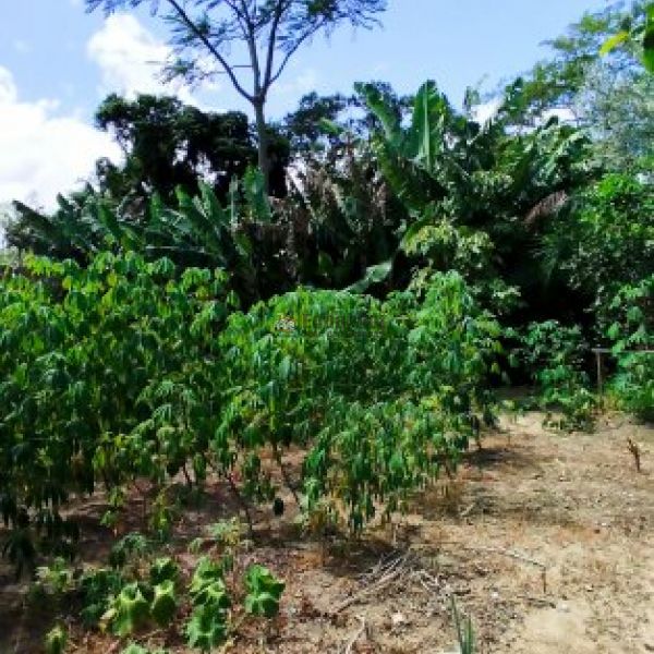 REA COMERCIAL URBANA COM MAIS DE 15 MIL M