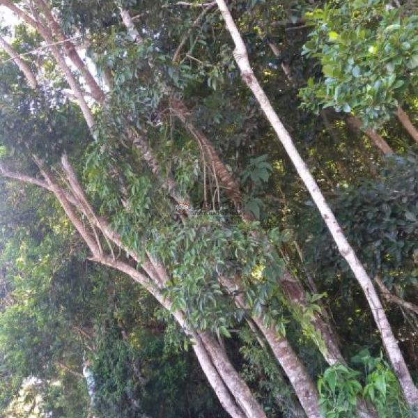 TERRENO NA PRAIA DE MARISCAL - BOMBINHAS 