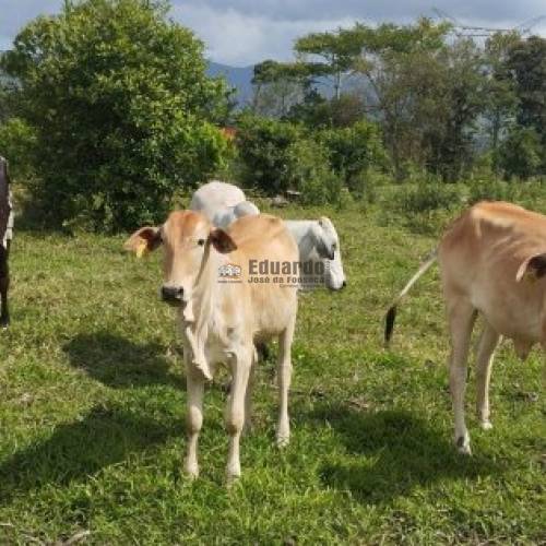 TERRENO COMERCIAL EM CANELINHA 