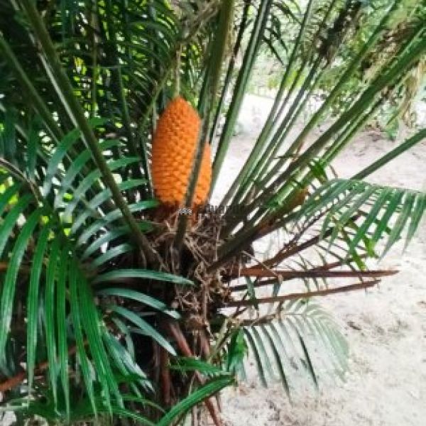CASA NO SERTO DE SANTA LUZIA 03 DORM.