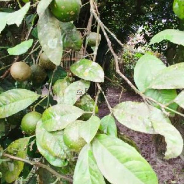 CASA NO SERTO DE SANTA LUZIA 03 DORM.