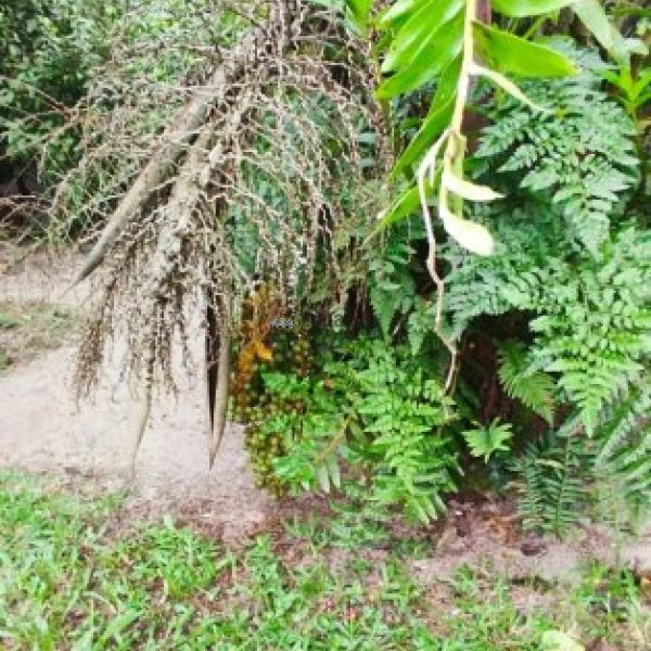 CASA NO SERTO DE SANTA LUZIA 03 DORM.