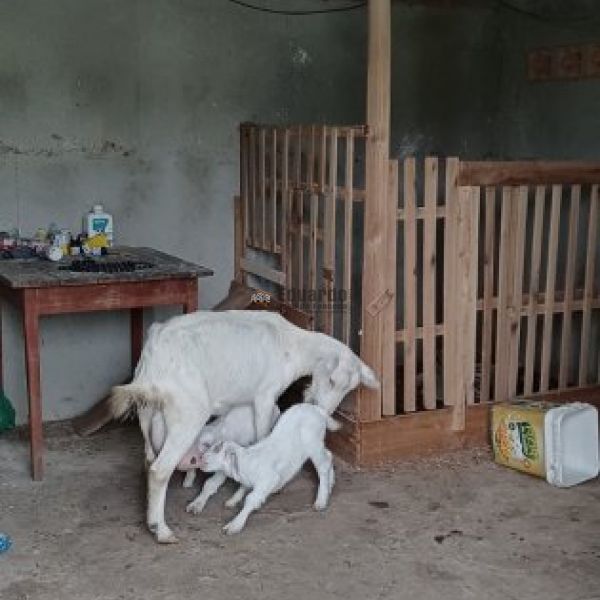 CASA EM STIO COM REA DE 10MIL M.