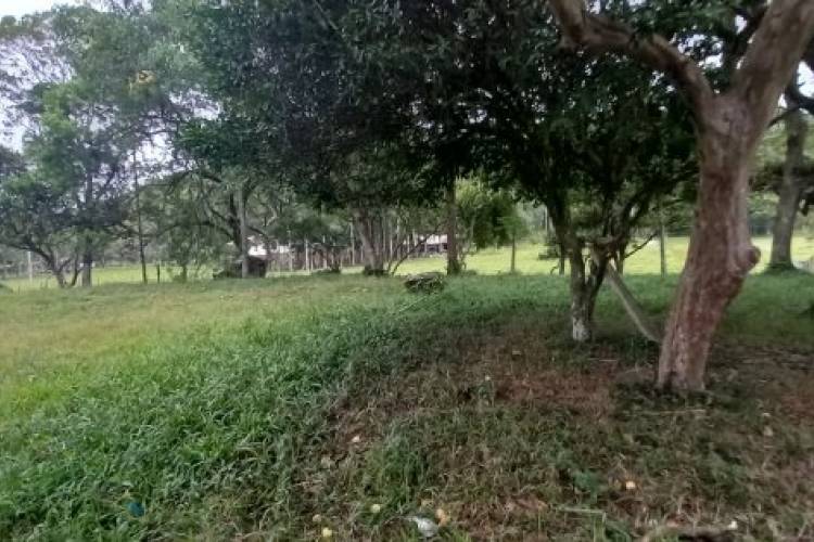 TERRENO PARA SUA CH�CARA.
