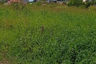 TERRENO URBANO RESIDENCIAL.